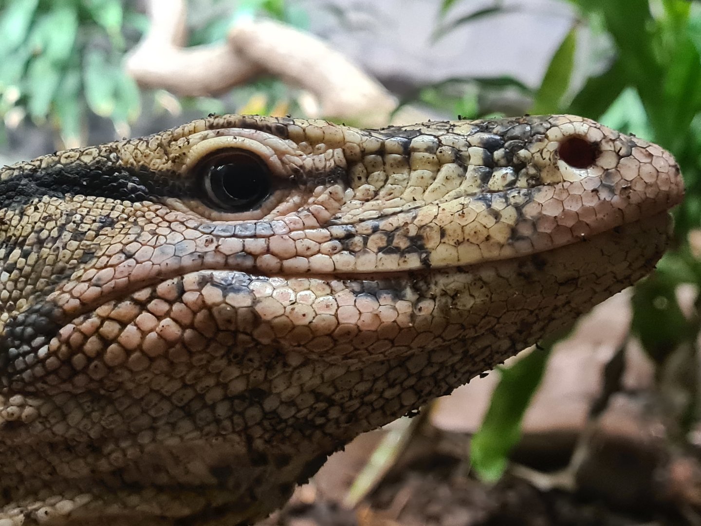 Rimba - Asian water monitor