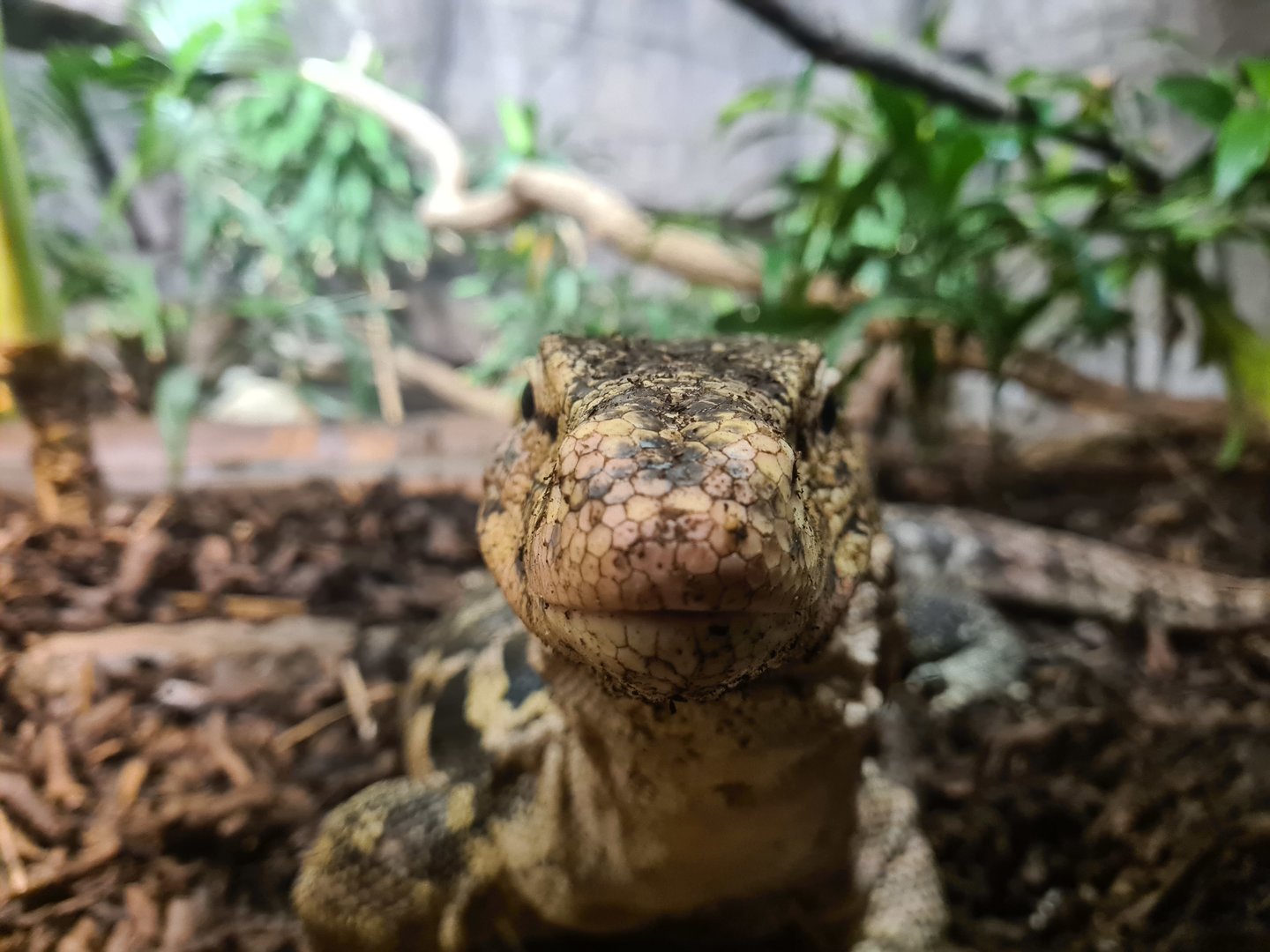Rimba - Asian water monitor