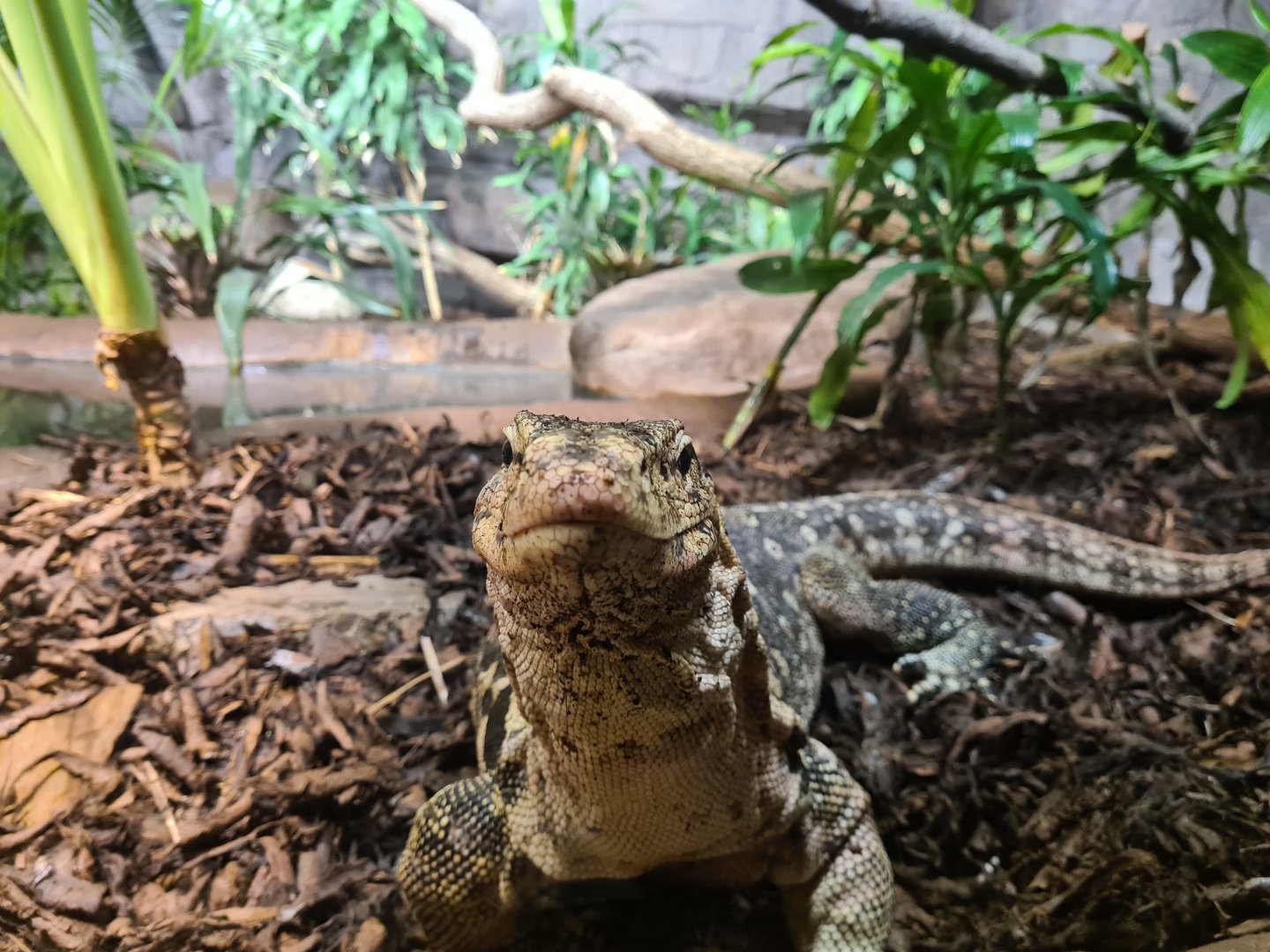 Rimba - Asian water monitor