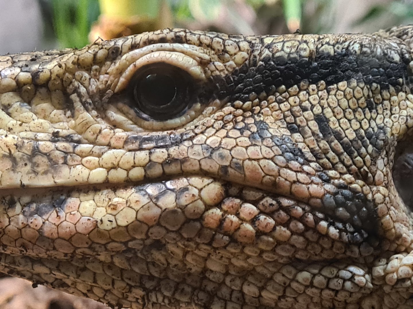 Rimba - Asian water monitor