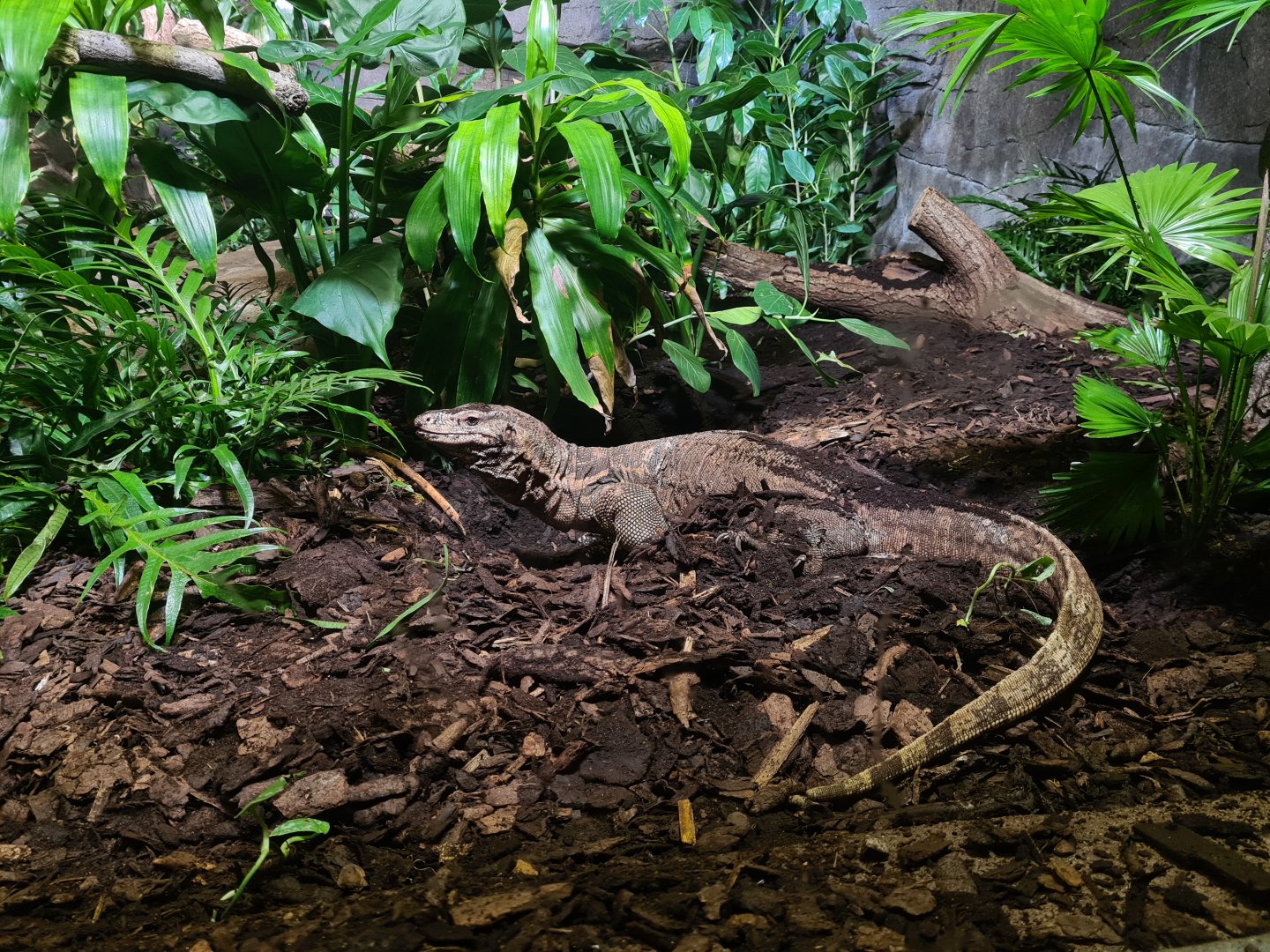 Rimba - Asian water monitor