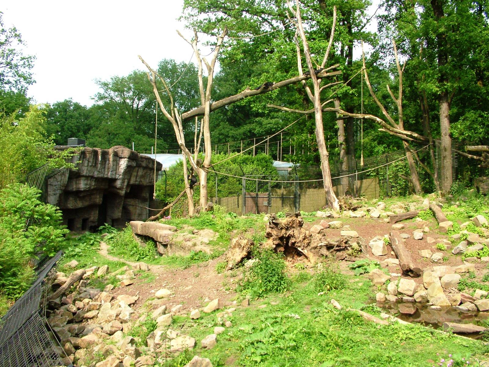 Rimba at Burgers Zoo Arnhem, 30/05/12