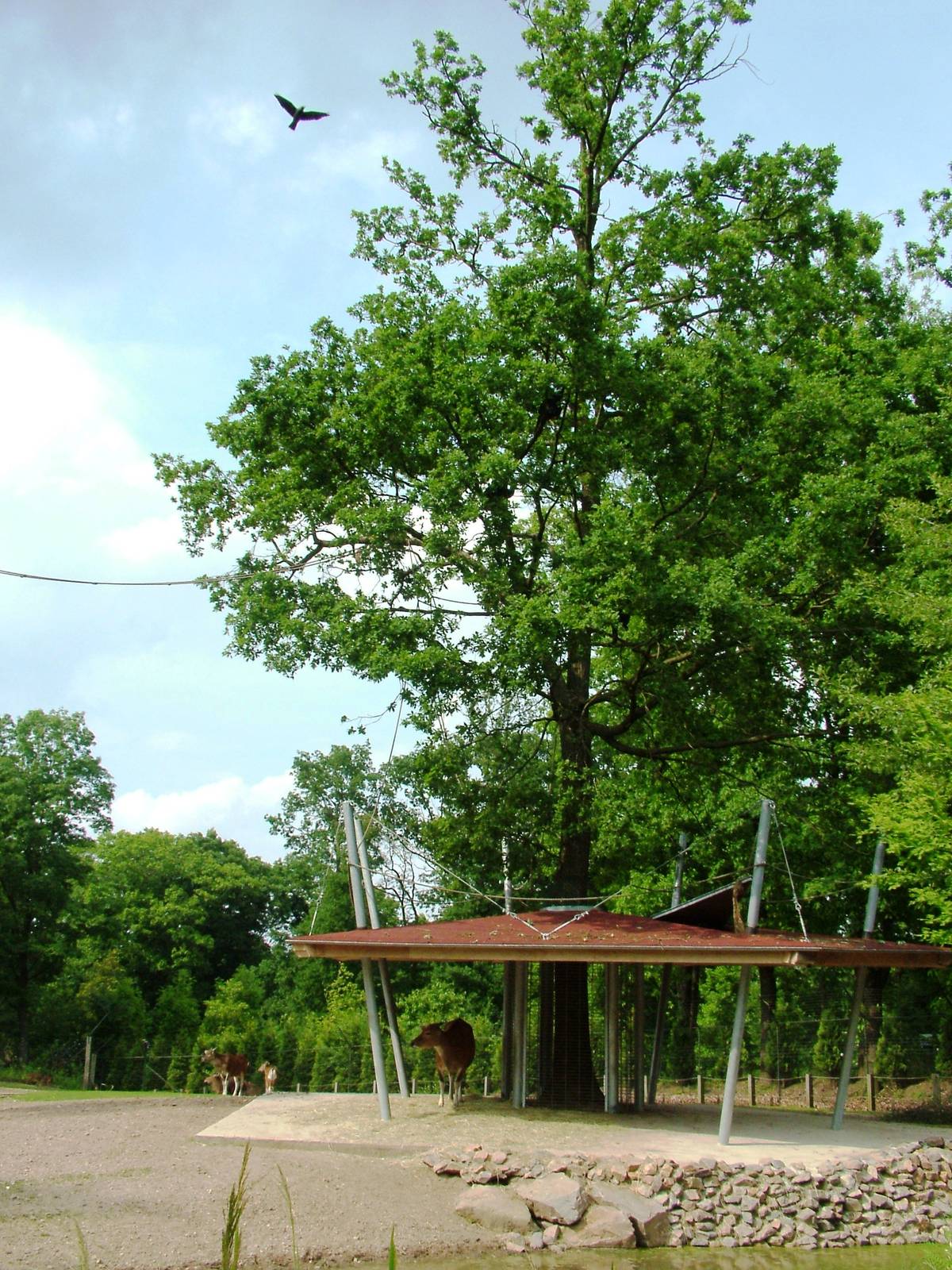 Rimba at Burgers Zoo Arnhem, 30/05/12