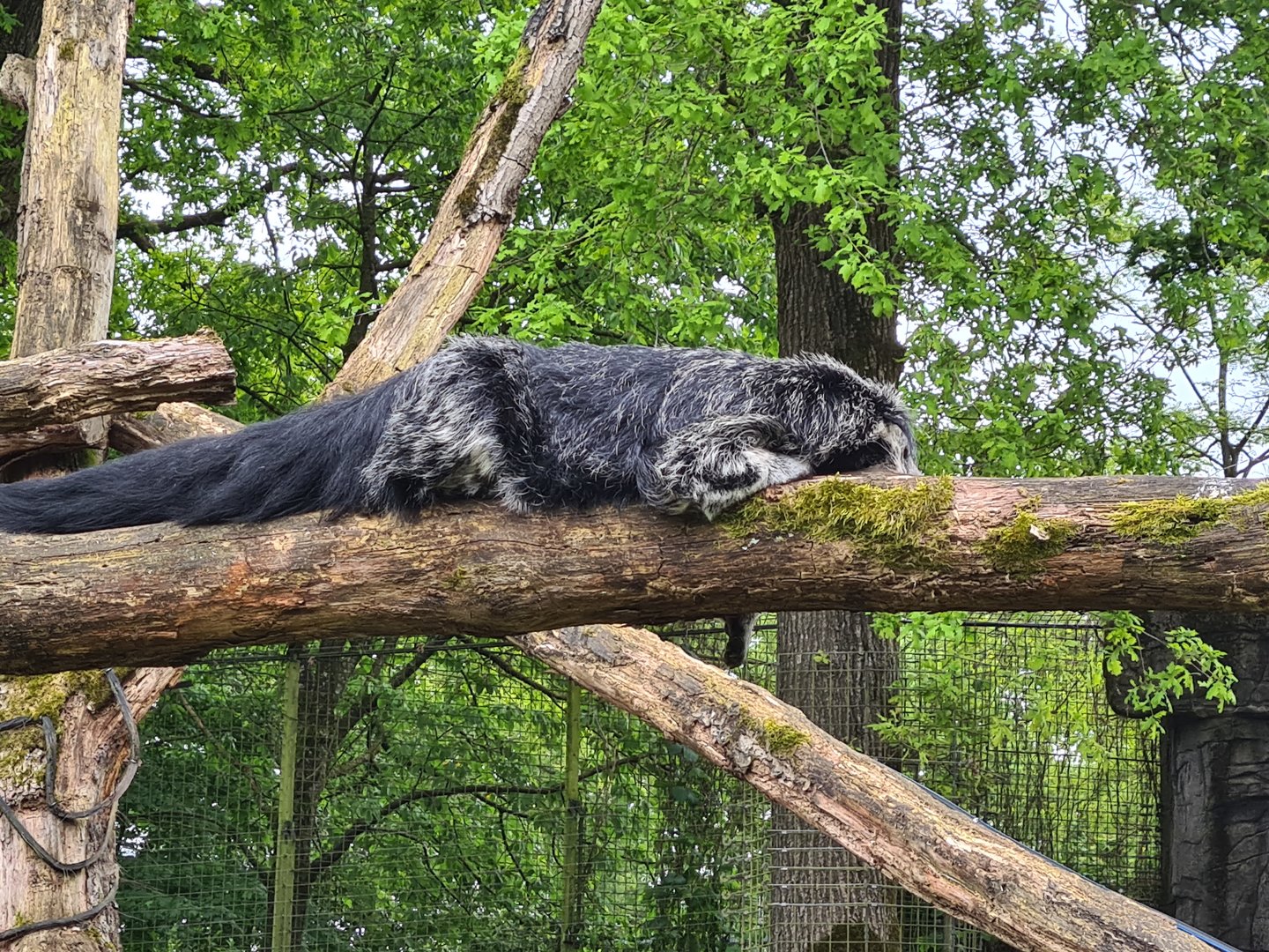 Rimba - Binturong