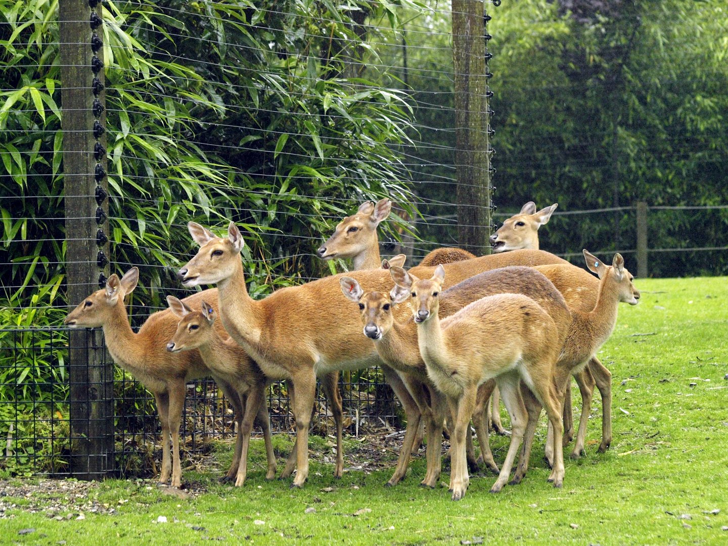 Rimba - Eld's deer