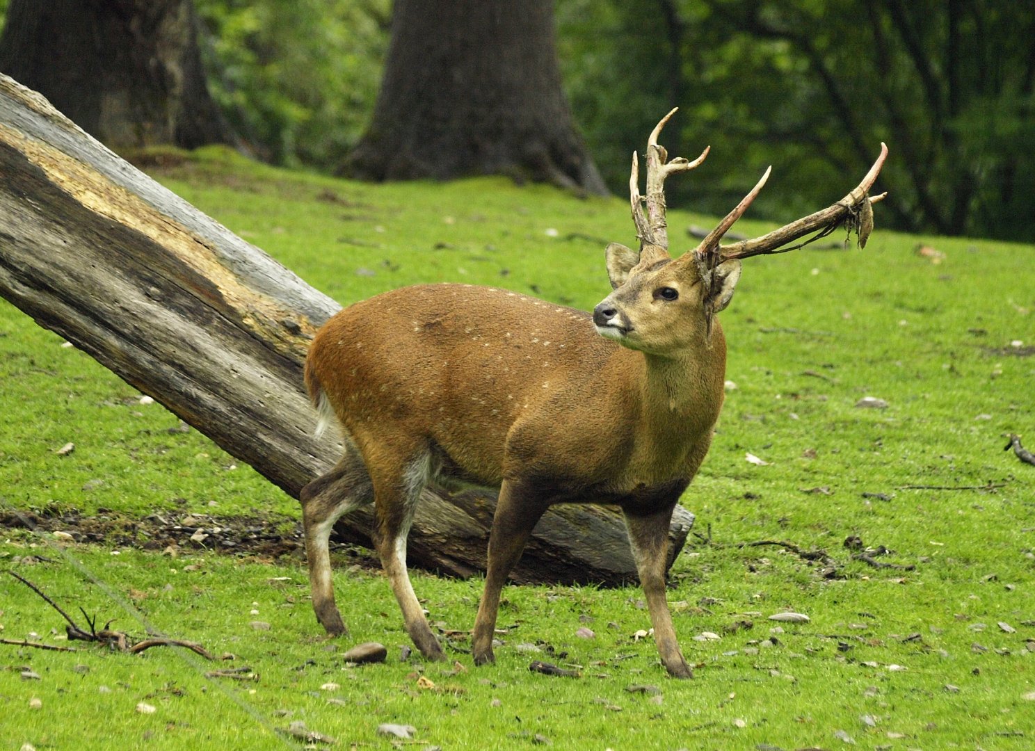 Rimba - hog deer