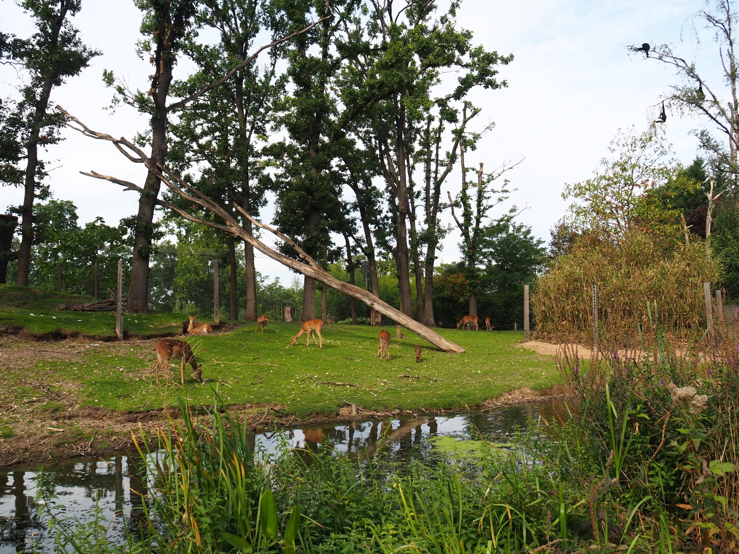 Rimba - Large mixed exhibit (Sep 16th, 2018)