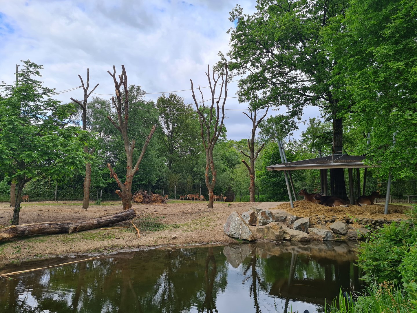 Rimba - Main paddock