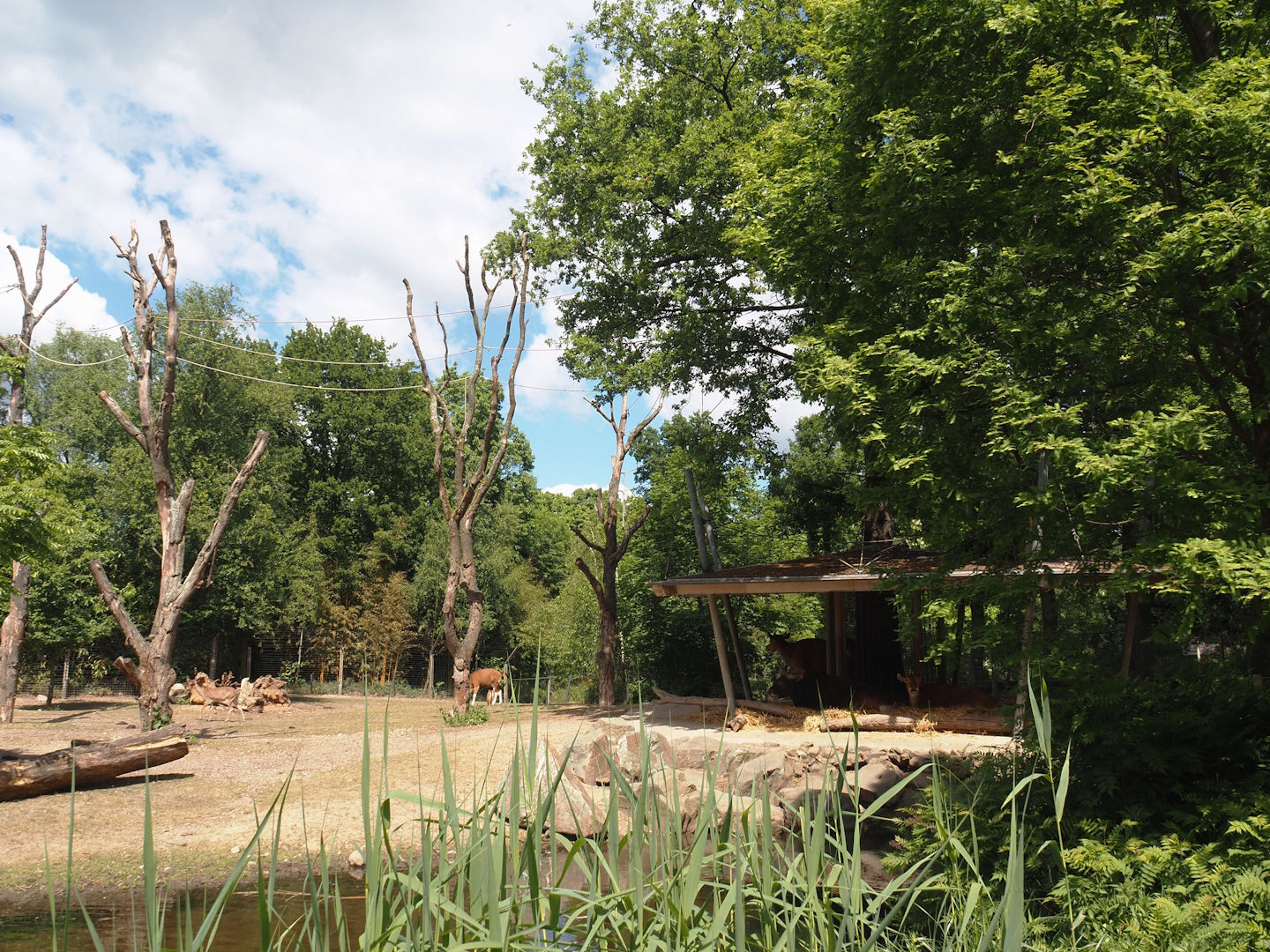 Rimba - Mixed exhibit with Javan banteng, Siamang, Sunda pig-tailed macaque, Burmese Eld's deer and Reeves' muntjac, 2025-05-17