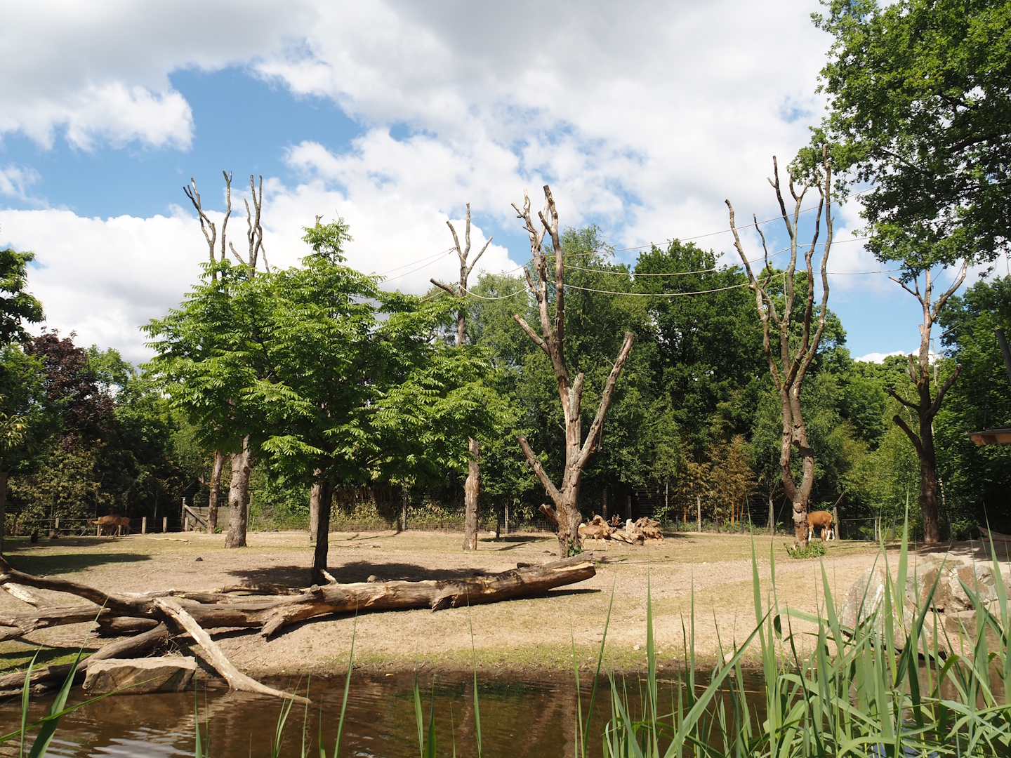 Rimba - Mixed exhibit with Javan banteng, Siamang, Sunda pig-tailed macaque, Burmese Eld's deer and Reeves' muntjac, 2025-05-17