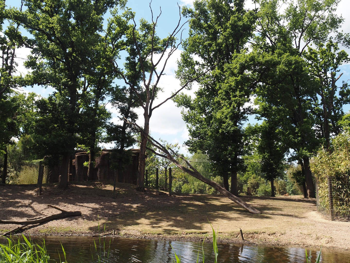 Rimba - Mixed exhibit with Javan banteng, Siamang, Sunda pig-tailed macaque, Burmese Eld's deer and Reeves' muntjac, 2025-05-17