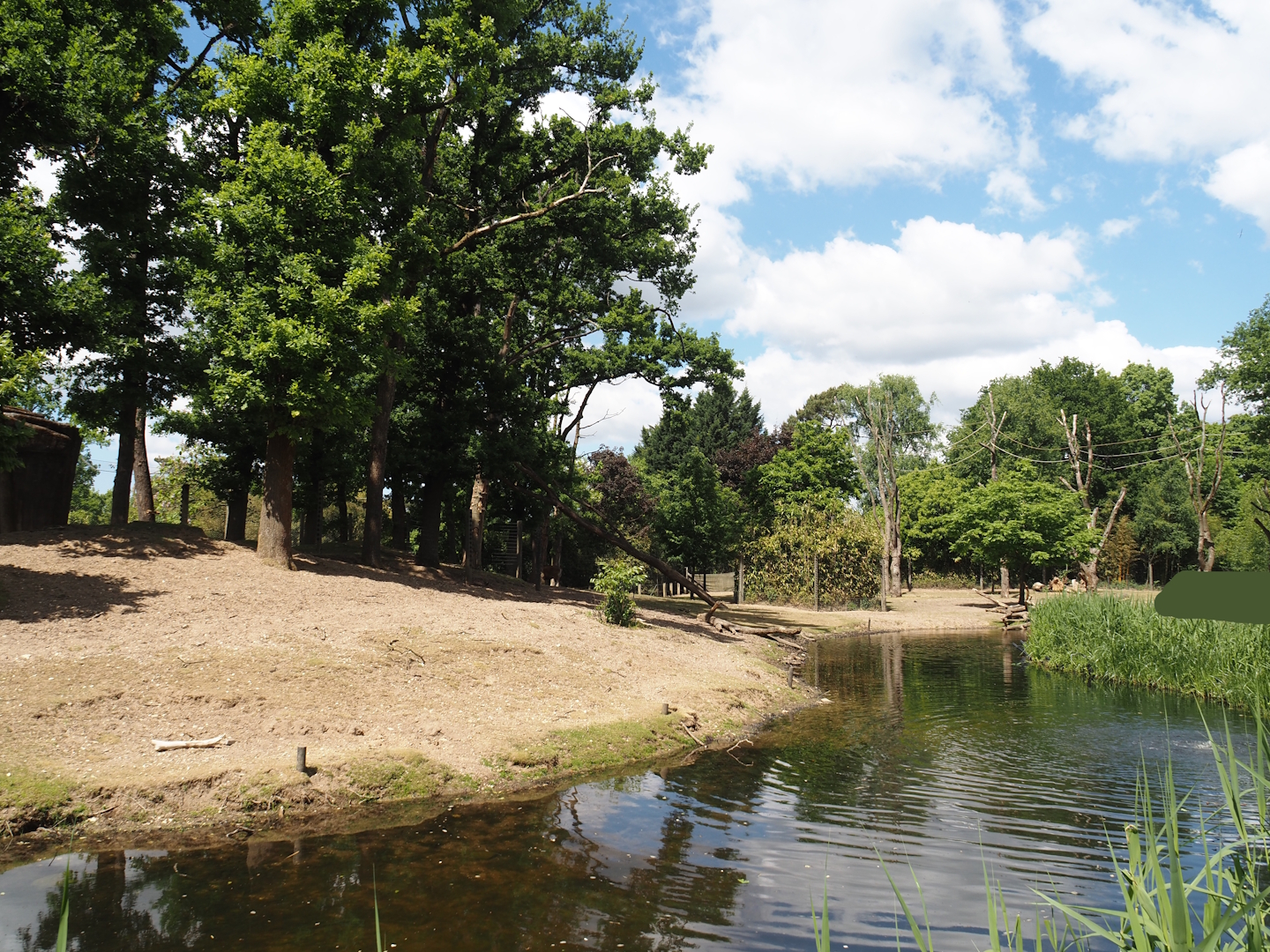Rimba - Mixed exhibit with Javan banteng, Siamang, Sunda pig-tailed macaque, Burmese Eld's deer and Reeves' muntjac, 2025-05-17