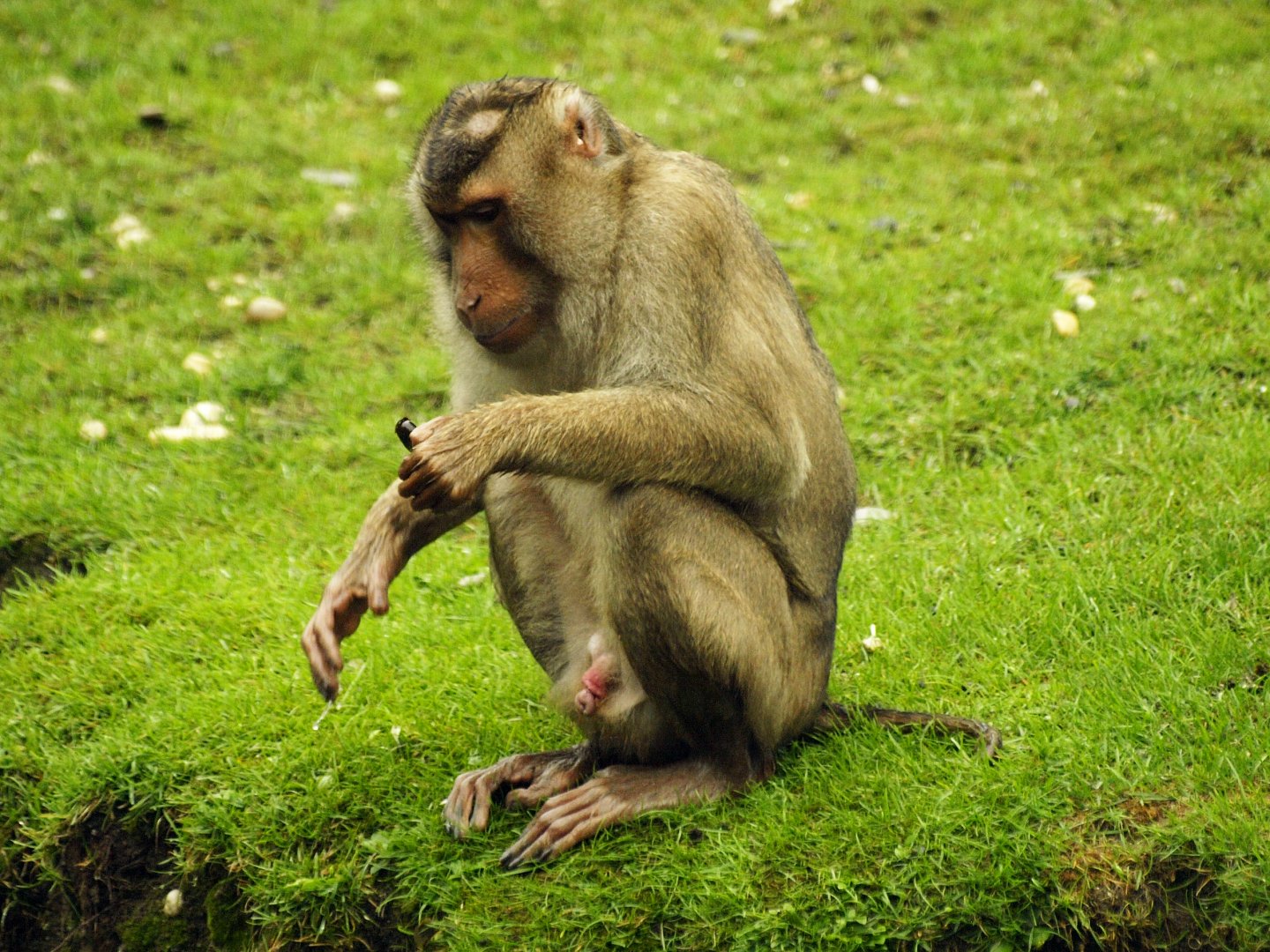 Rimba - pig-tailed macaque