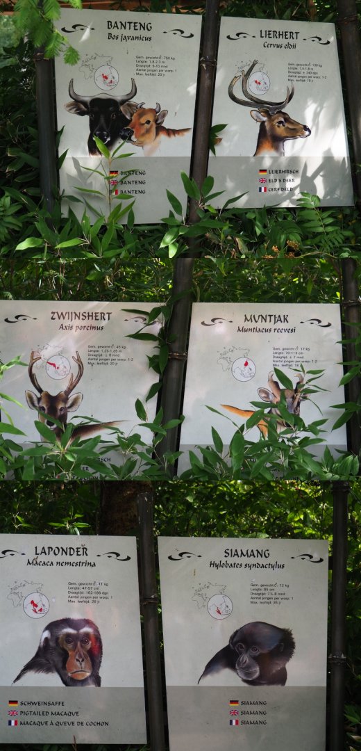 Rimba species signs (Sep 16th, 2018)