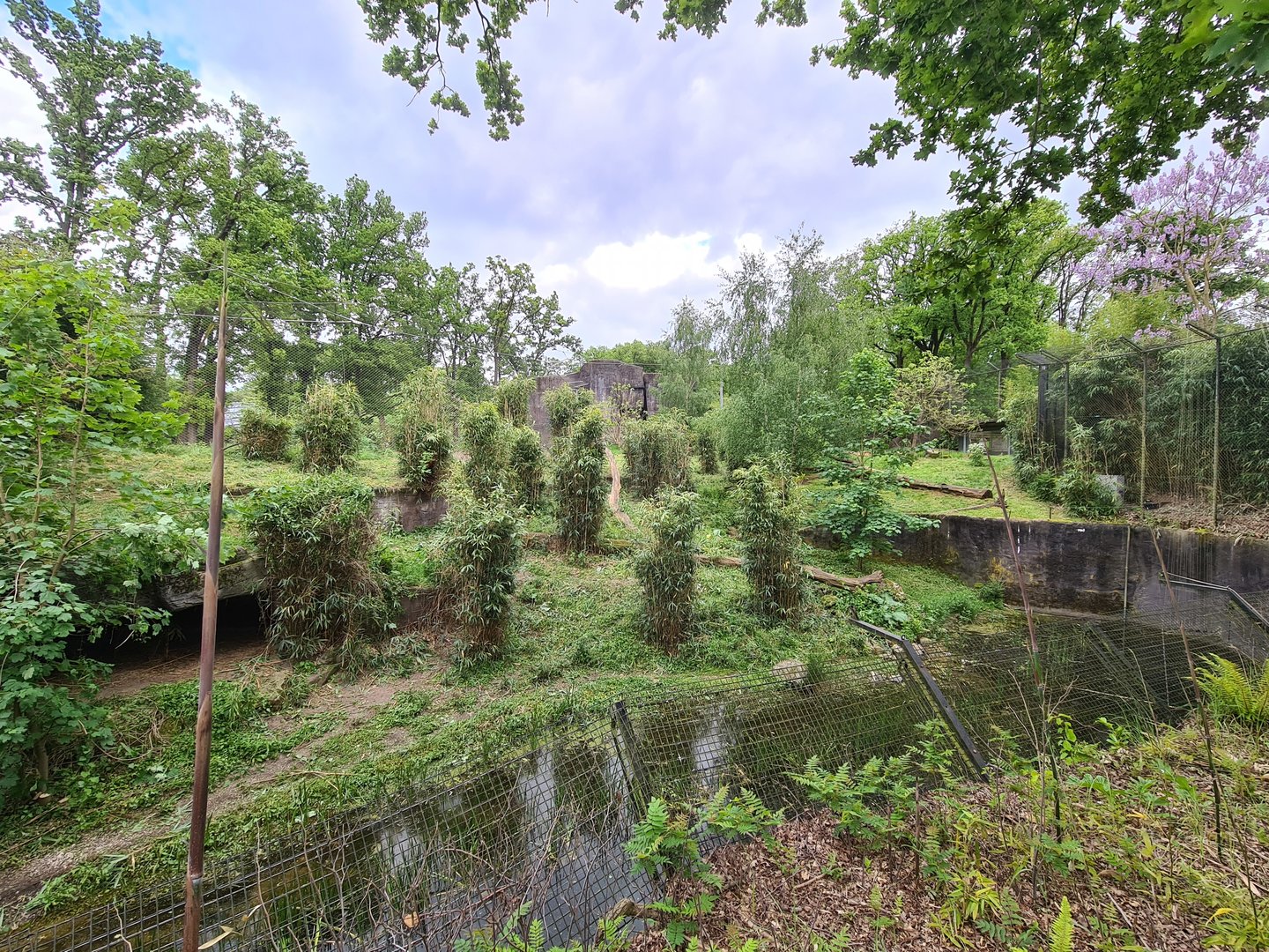 Rimba - Sumatran tiger enclosure