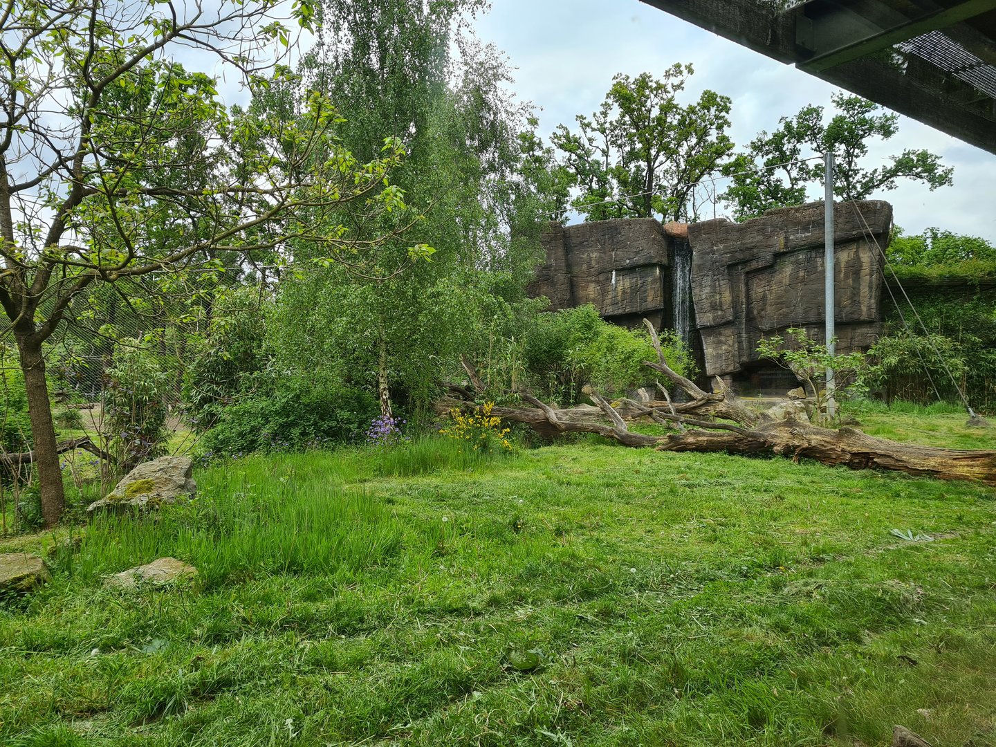 Rimba - Sumatran tiger enclosure