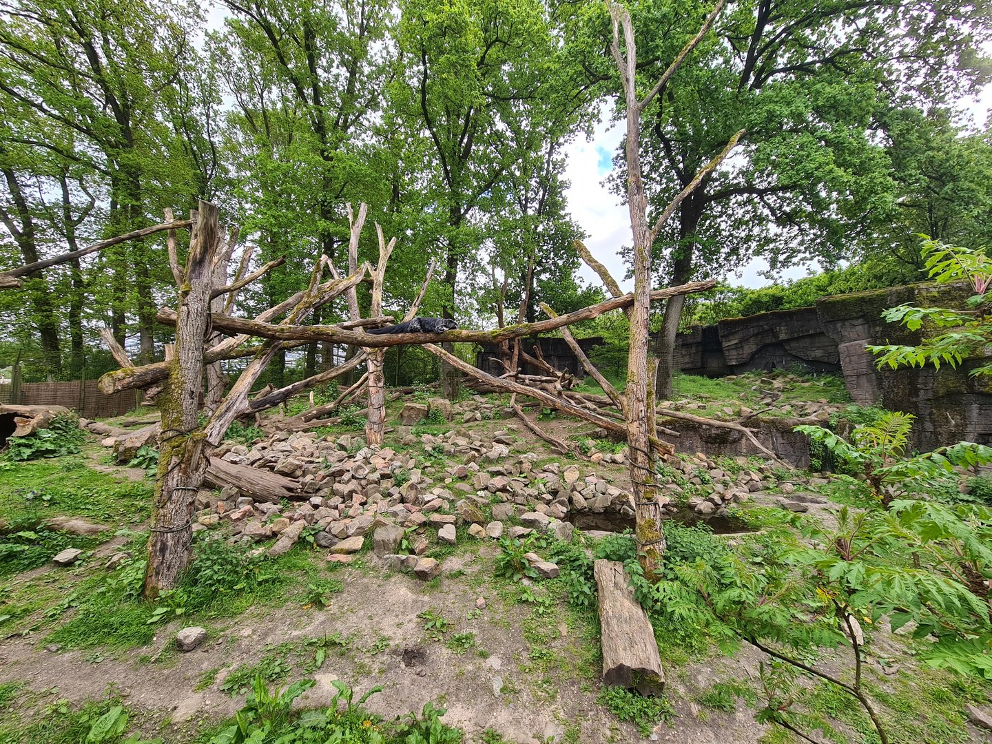 Rimba - Sun bear and Binturong enclosure