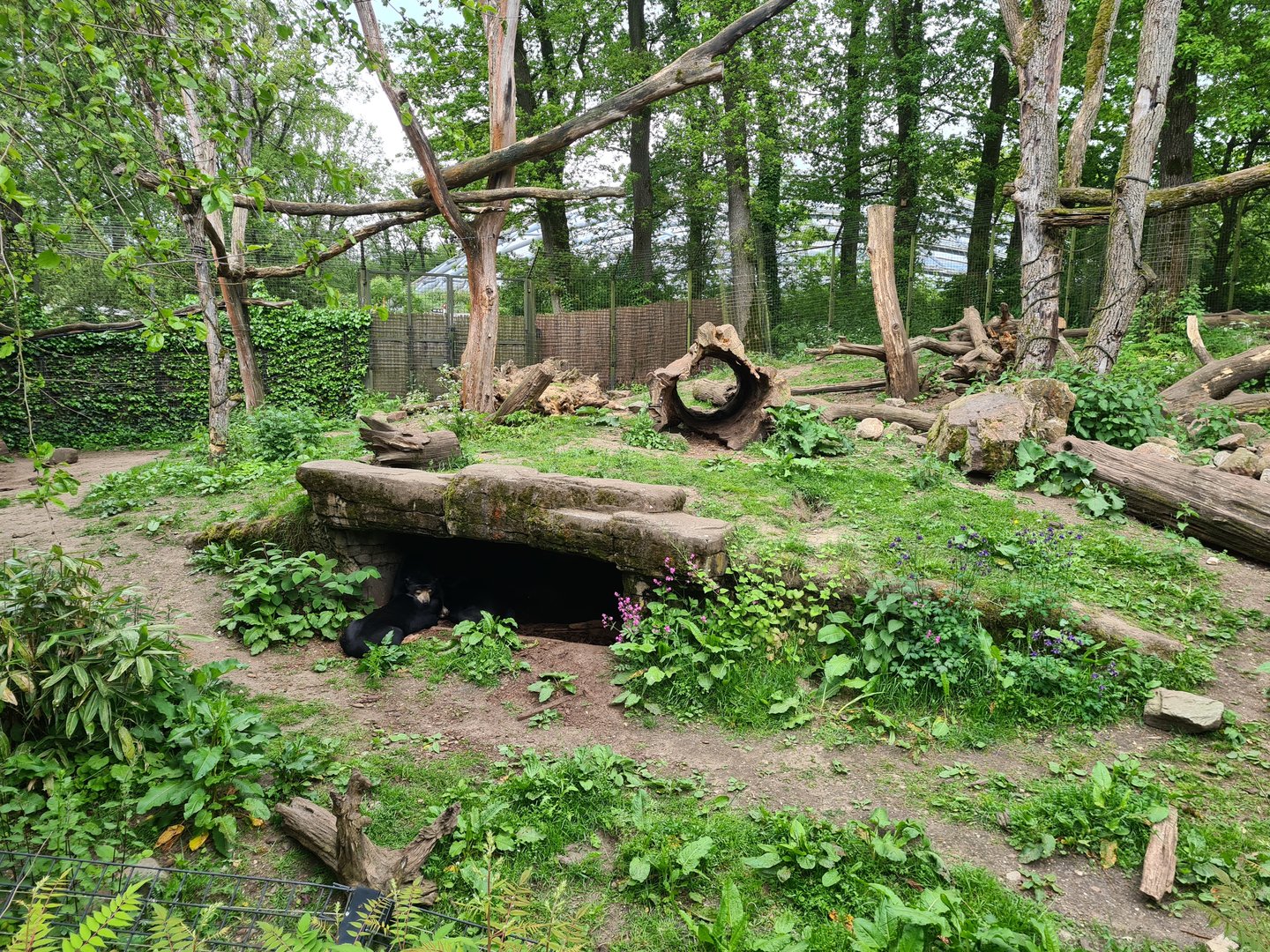 Rimba - Sun bear and Binturong enclosure