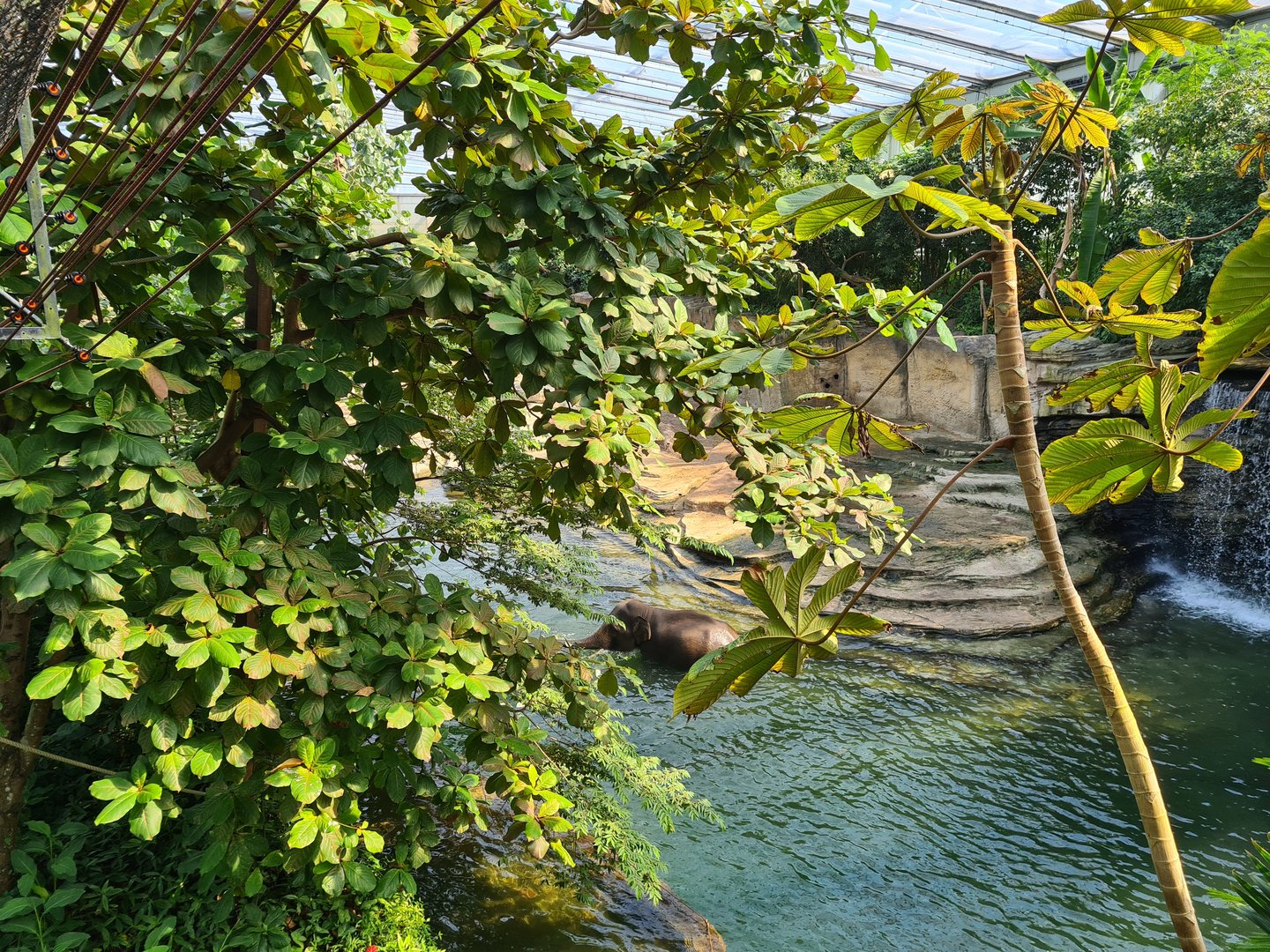 Rimbula - Asian elephant eating off the Gibbon island