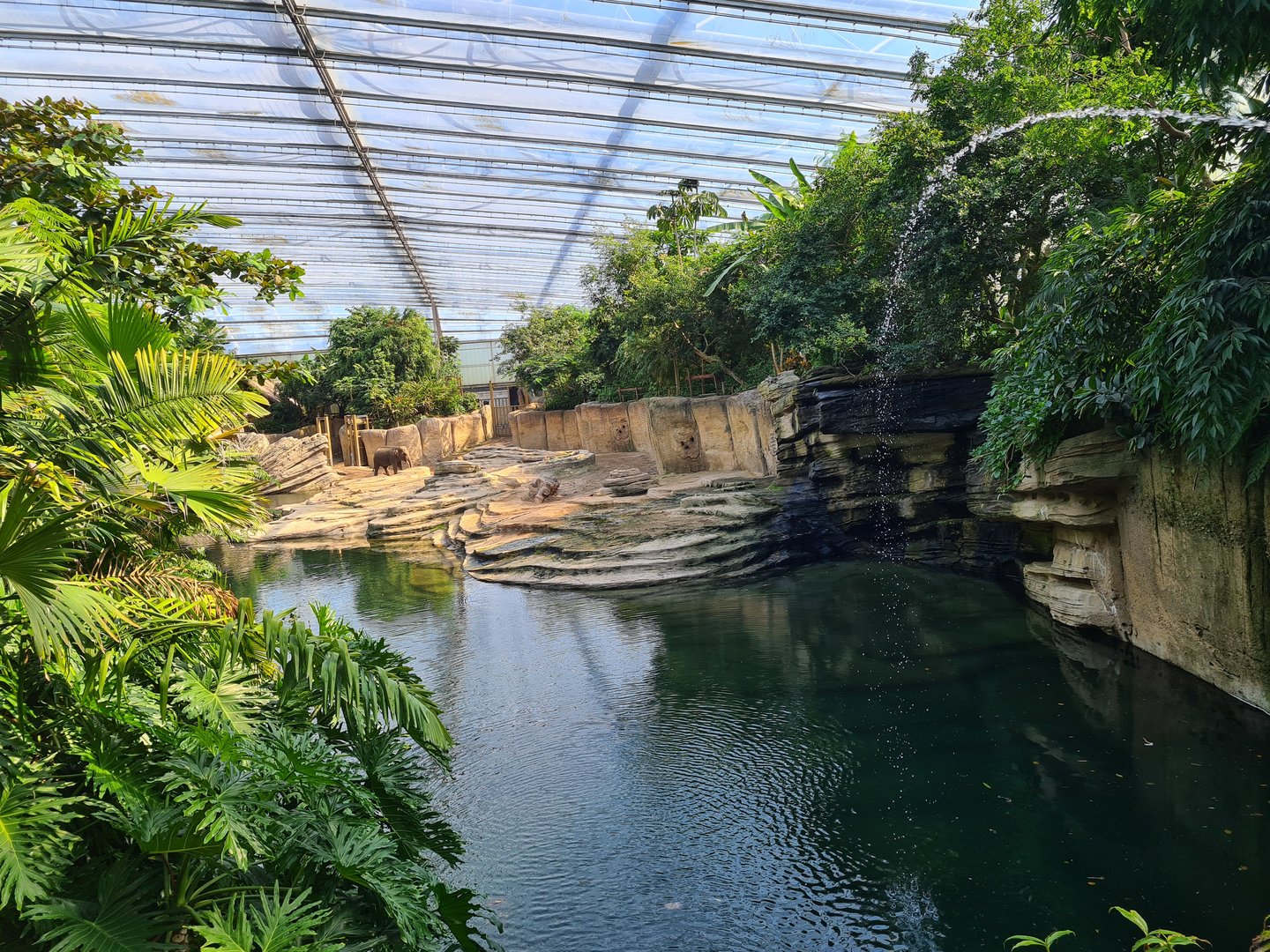 Rimbula - Asian elephant enclosure