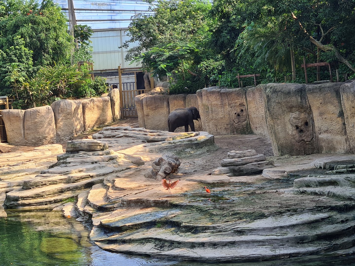 Rimbula - Asian elephant enclosure