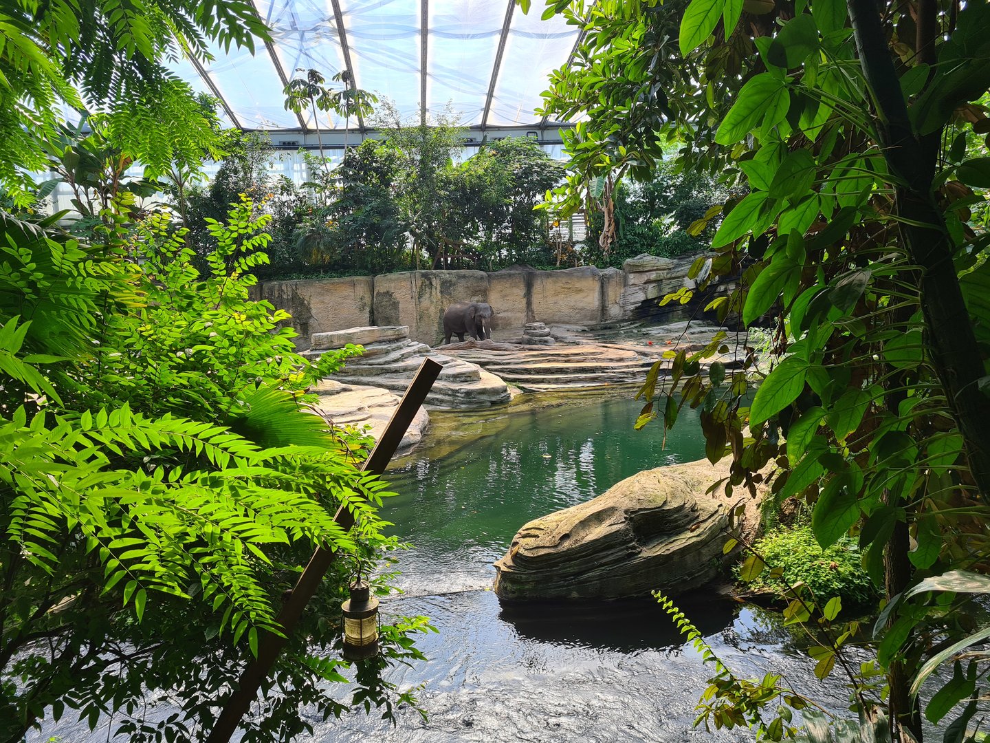 Rimbula - Asian elephant enclosure