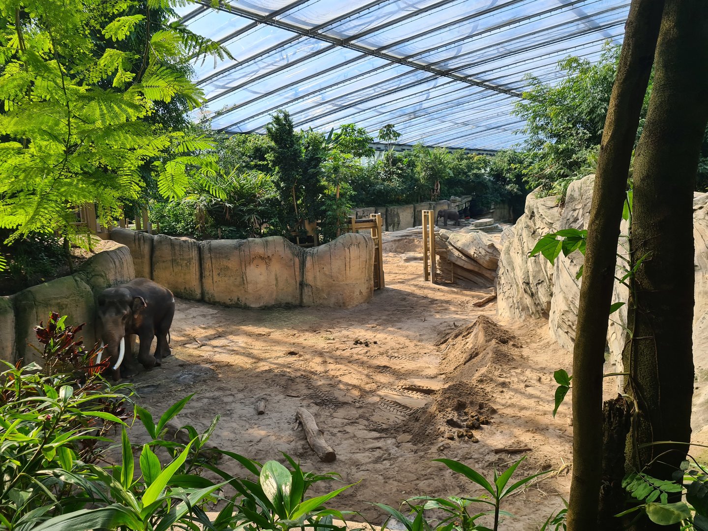 Rimbula - Asian elephant enclosure