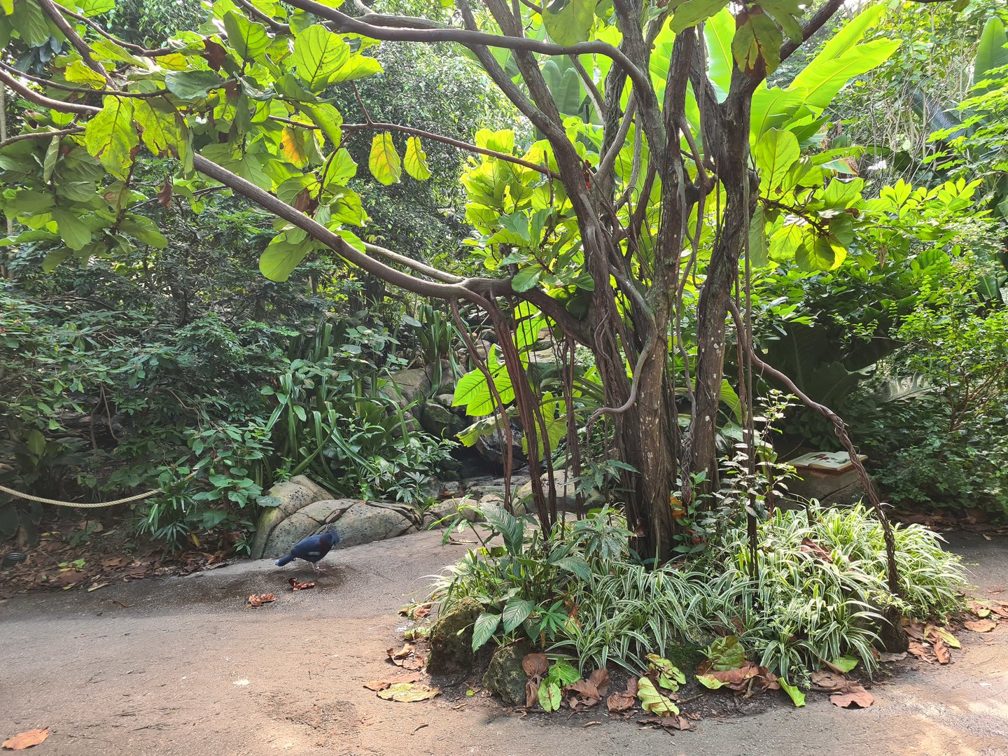 Rimbula - Birdy Bush