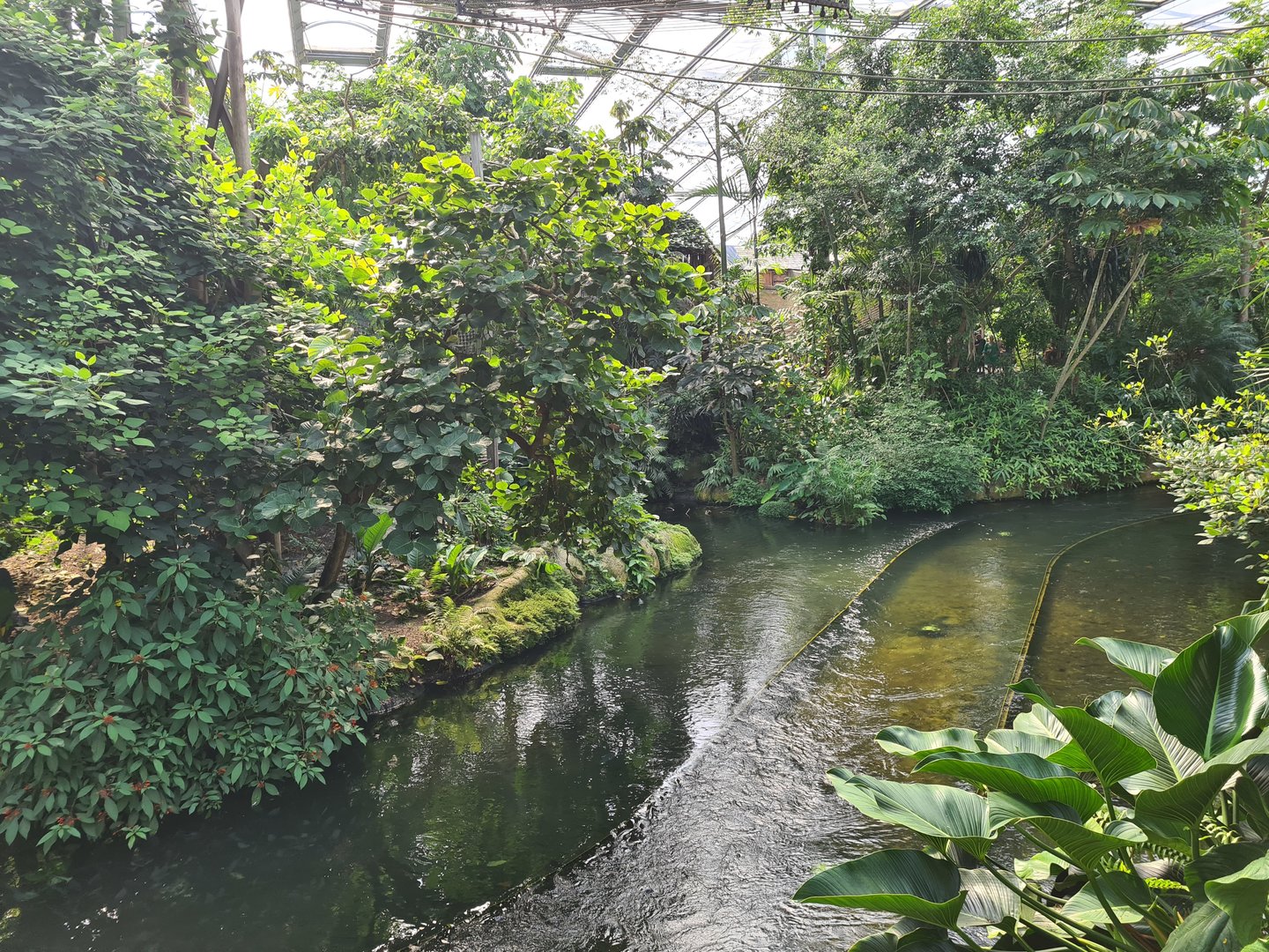 Rimbula - Colombian black spider monkey islands
