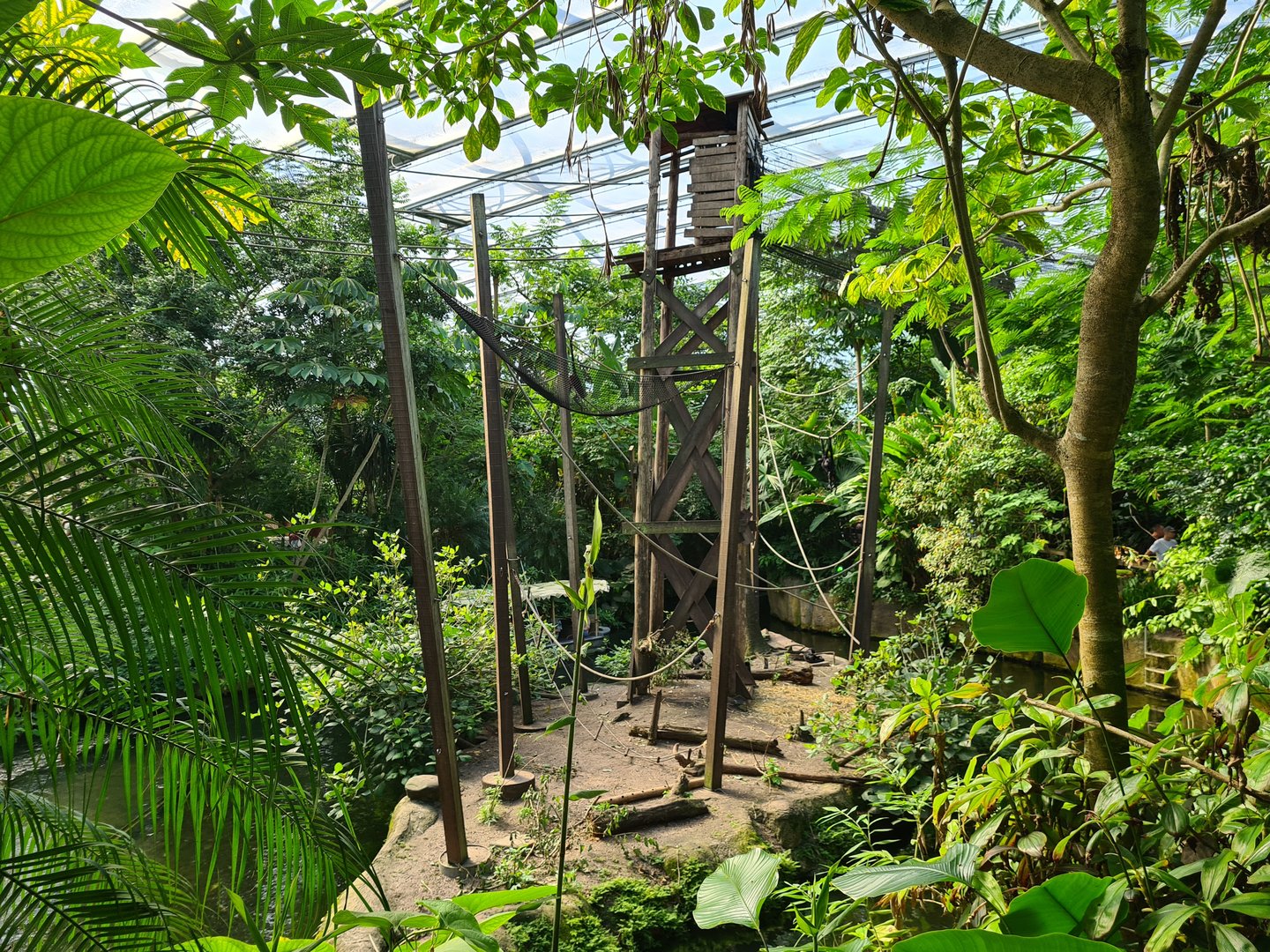 Rimbula - Colombian black spider monkey islands