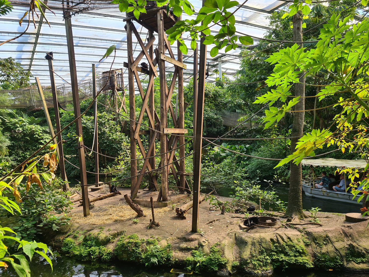 Rimbula - Colombian spider monkey island