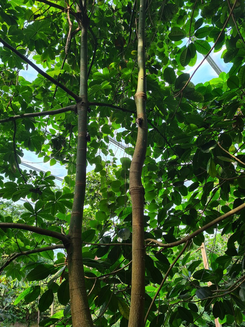 Rimbula - Free-roaming giant land snails