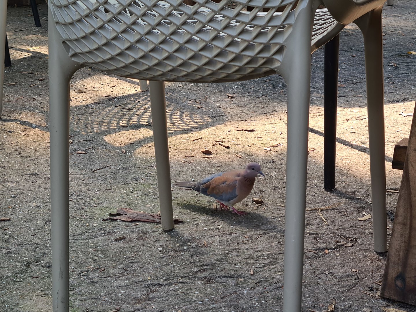 Rimbula - Free-roaming laughing dove