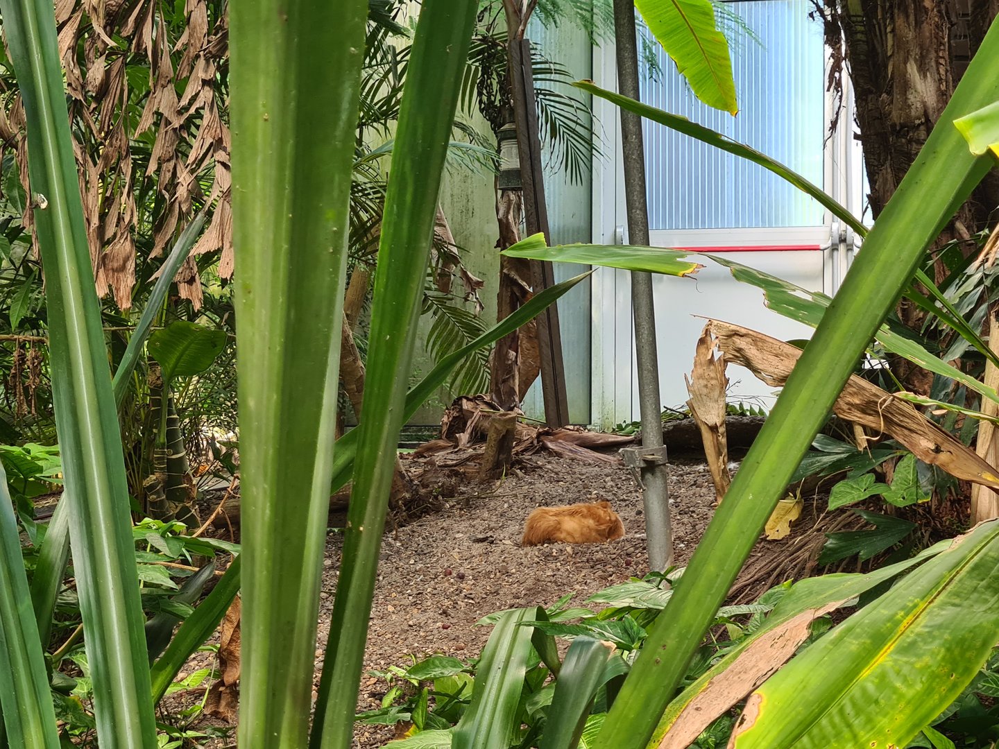 Rimbula - Free-roaming Silkie chickens