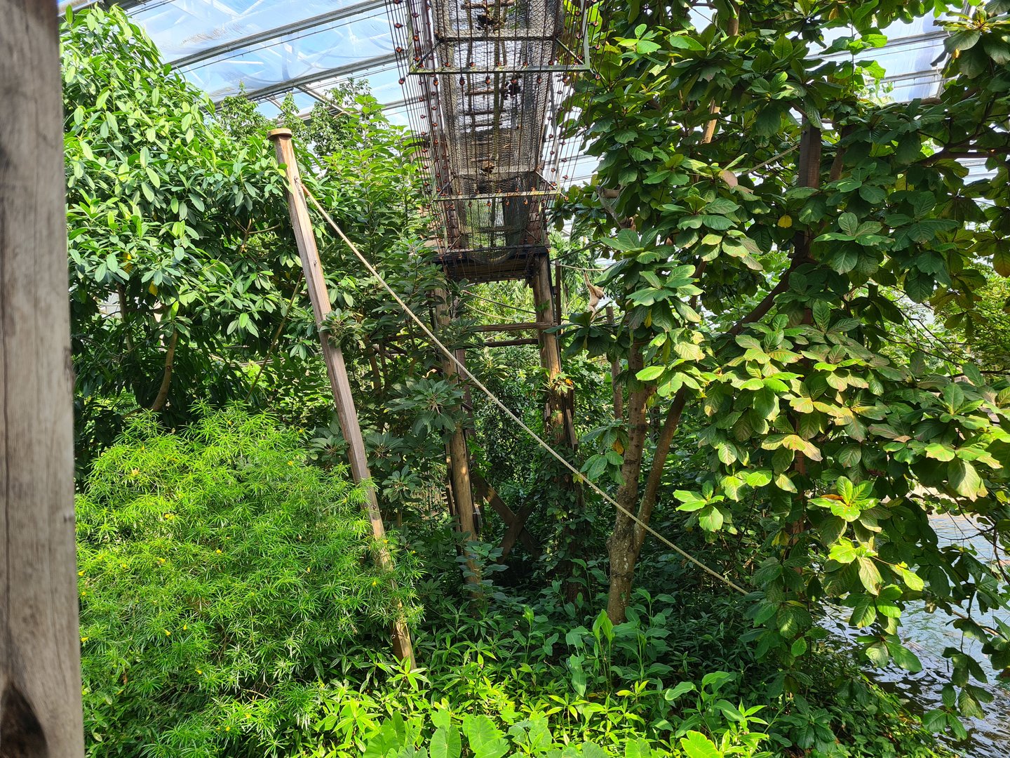 Rimbula - Gibbon island