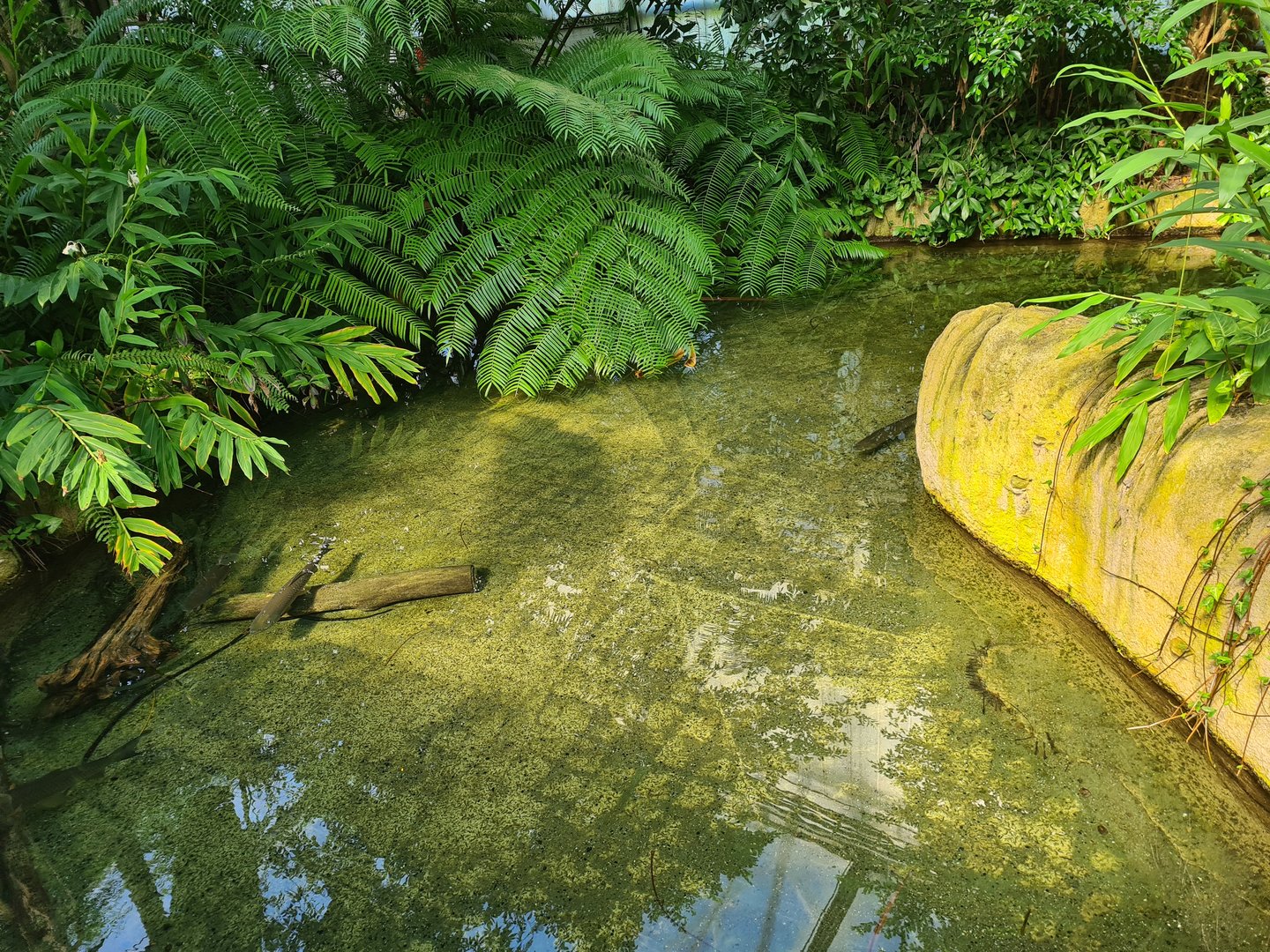 Rimbula - Grass carp pool