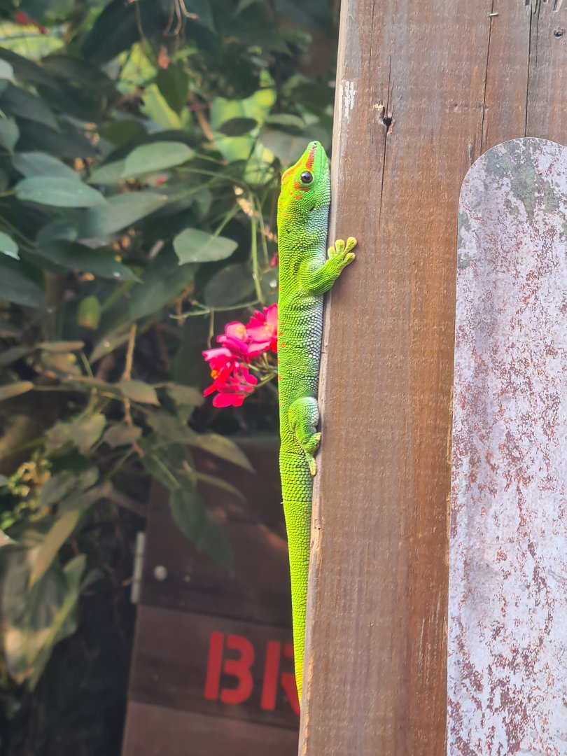 Rimbula - Greater Madagascar day gecko