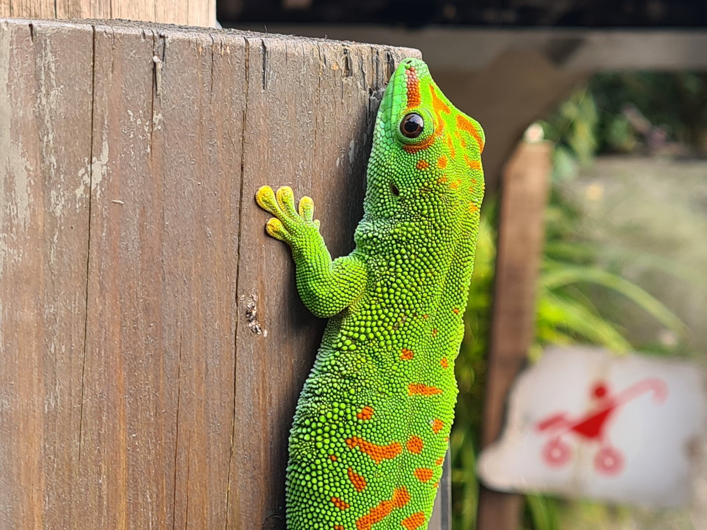 Rimbula - Greater Madagascar day gecko