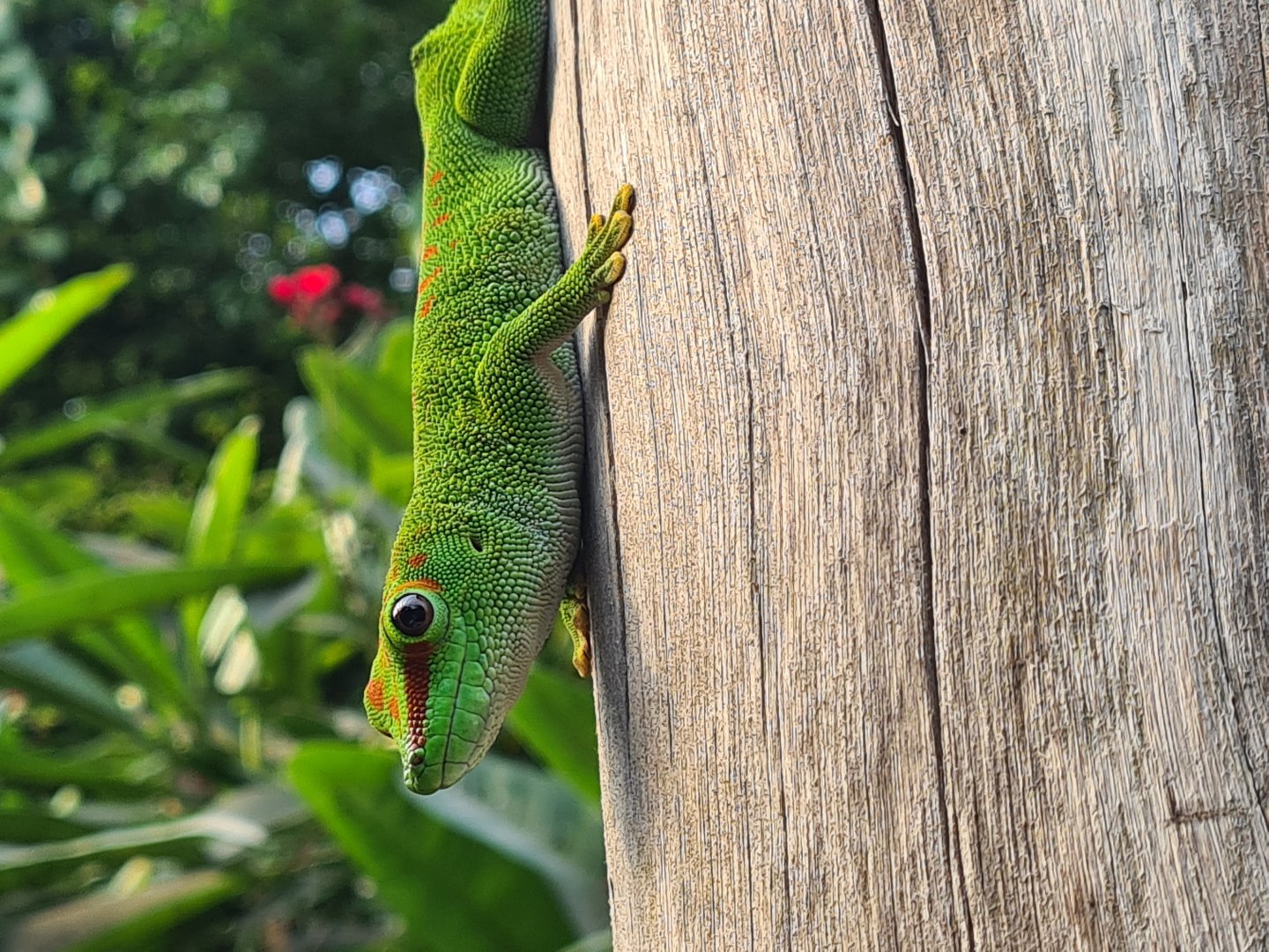 Rimbula - Greater Madagascar day gecko