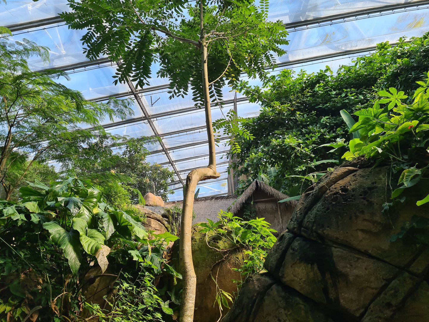 Rimbula - Interestingly grown tree on Lemur island