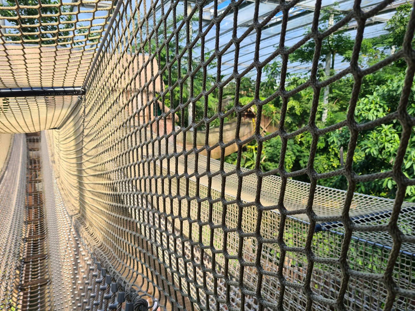 Rimbula - Jungle trail