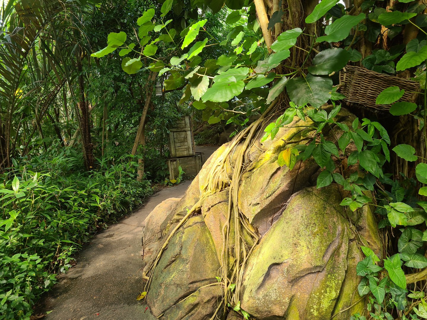 Rimbula - Lemur island