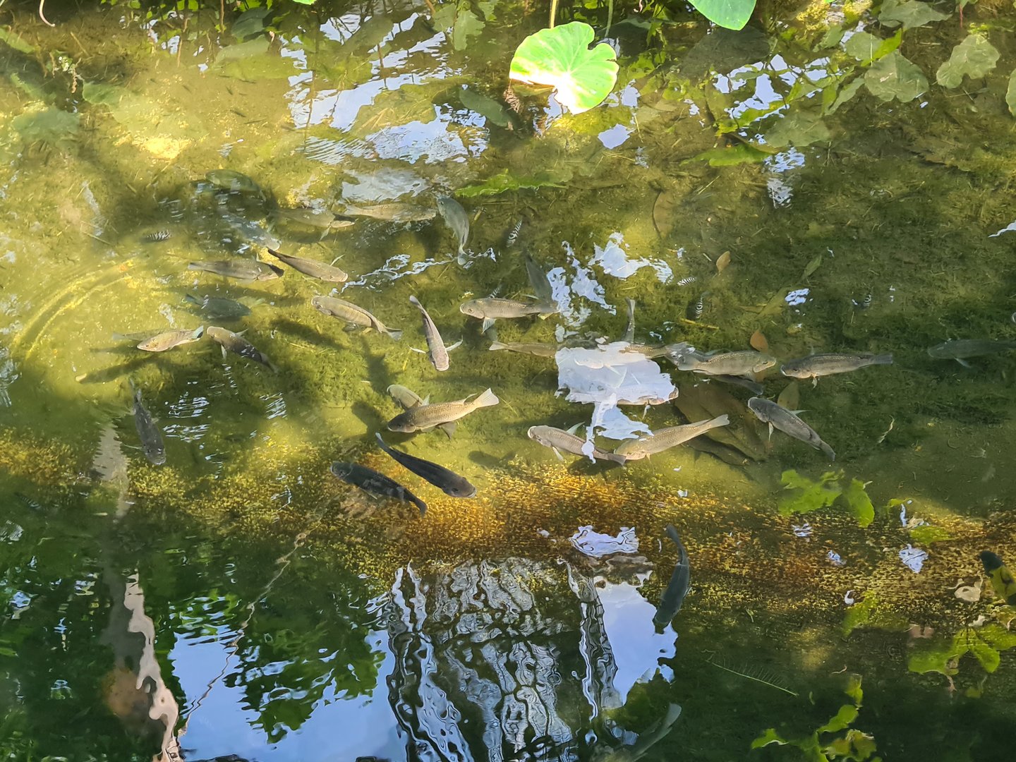 Rimbula - Longfin tilapias