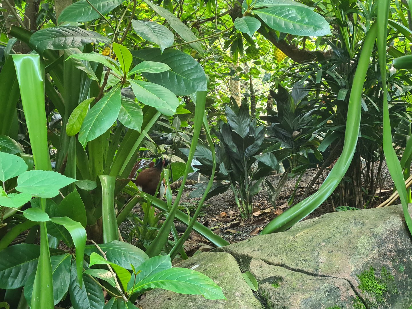 Rimbula - Madagascar crested ibis in Birdy Bush