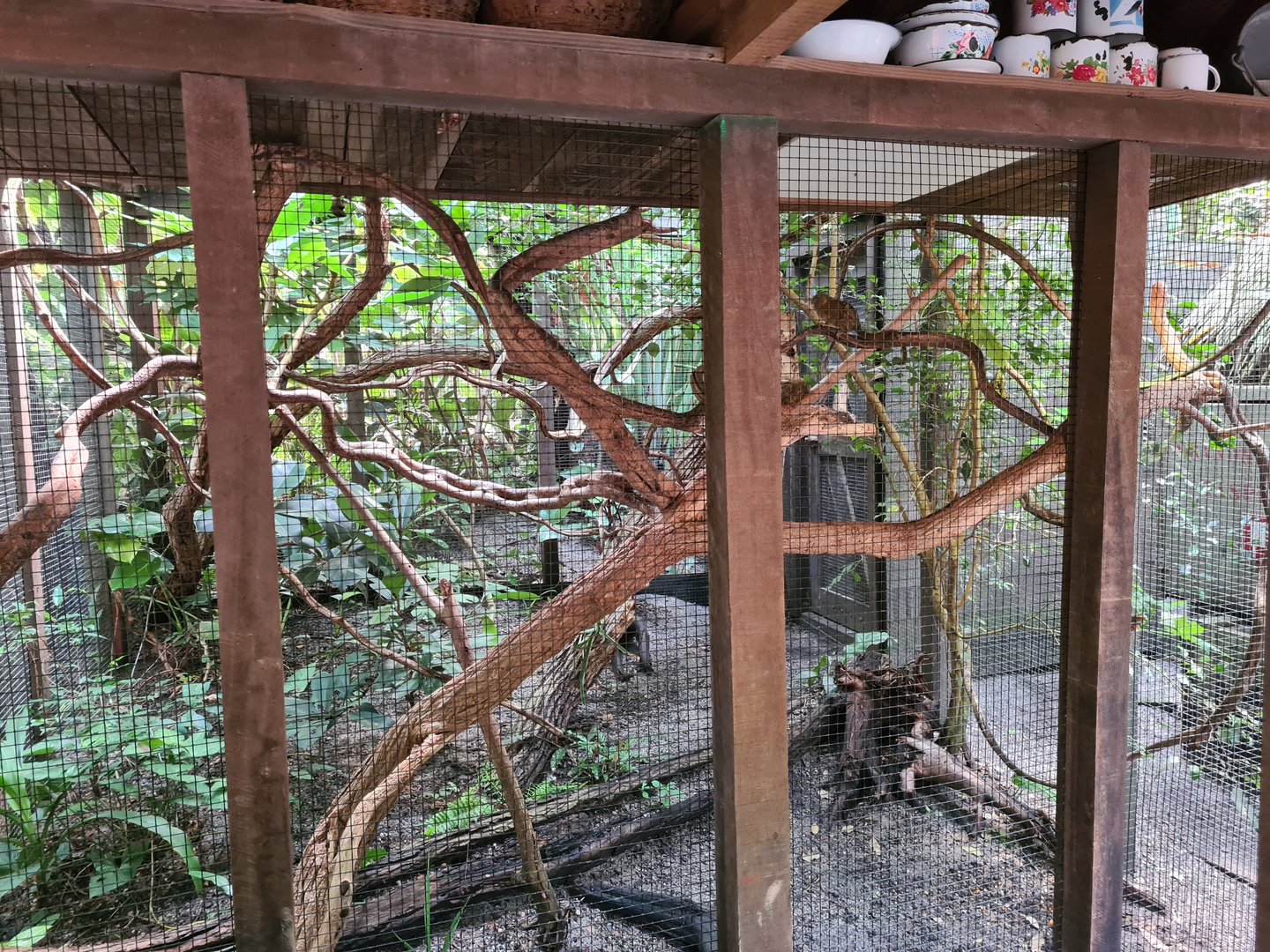 Rimbula - Pygmy marmoset enclosure