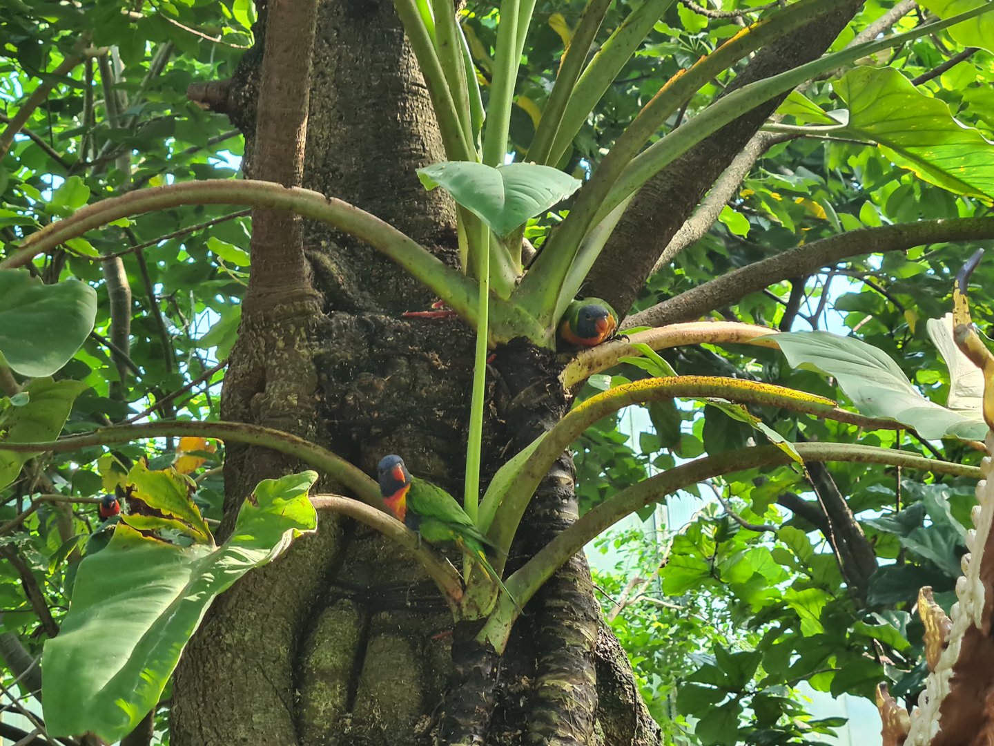 Rimbula - Rainbow lorikeets in Birdy Bush
