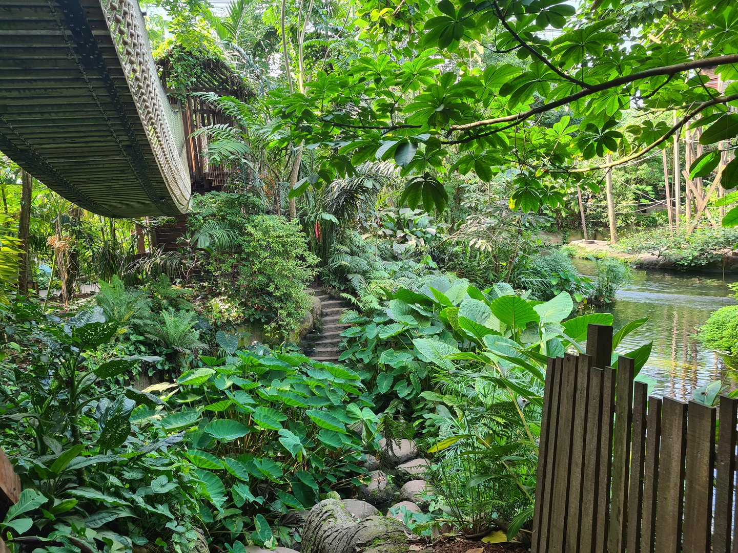 Rimbula - Stepping stones in Jungle trail