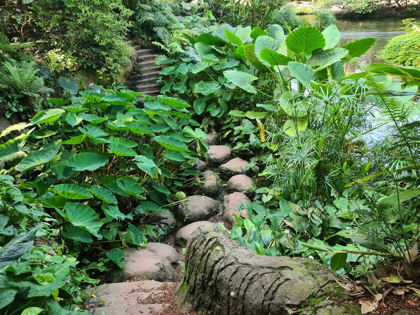 Rimbula - Stepping stones in Jungle trail