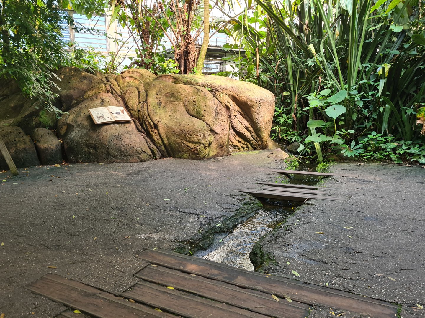 Rimbula - Stream in Lemur area