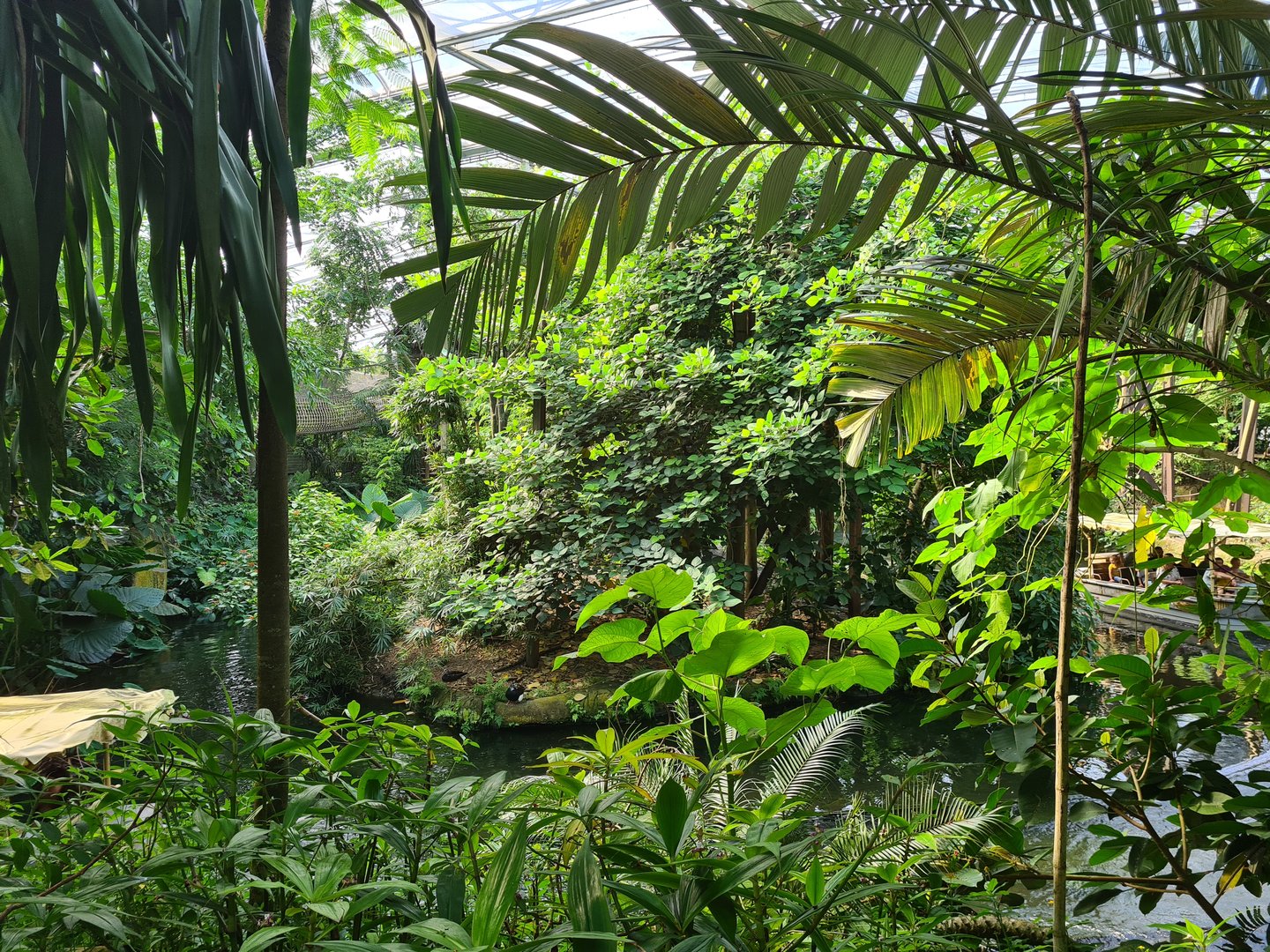 Rimbula - View of spider monkey island from Lemur area
